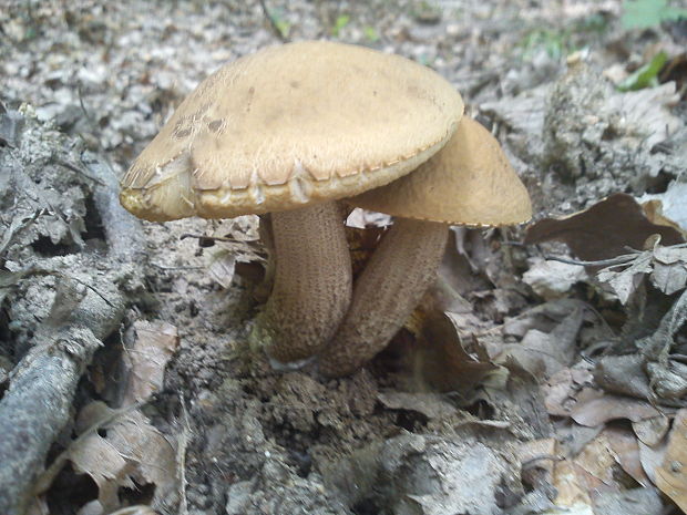 kozák hrabový Leccinum pseudoscabrum (Kallenb.) Šutara