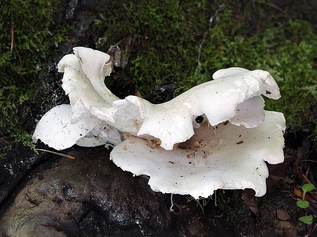 kosťovka zrastavá Osteina obducta (Berk.) Donk