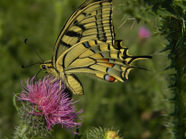 vidlochvost feniklový Papilio machac