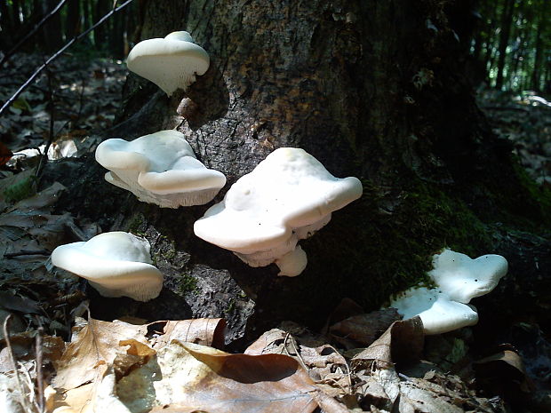 trúdnikovec voňavý Trametes suaveolens (L.) Fr.