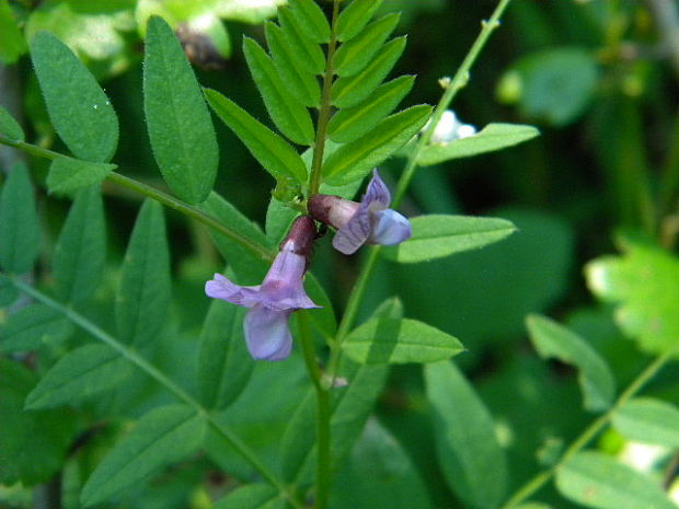 vika plotná Vicia sepium L.