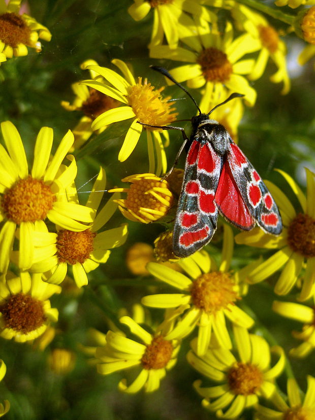 vretienka vičencová  Zygaena carniolica  Scopoli, 1763