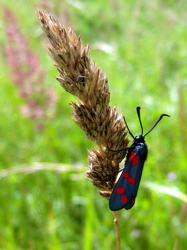 vretienka obyčajná  Zygaena filipendulae