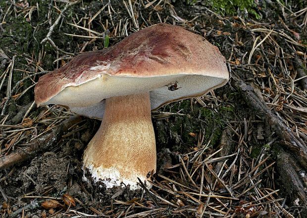 hríb sosnový Boletus pinophilus Pil. et Dermek in Pil.