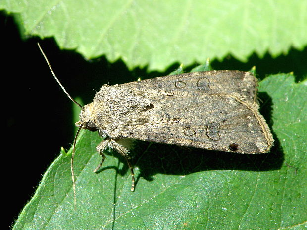 siatica oziminová  - samička Agrotis segetum