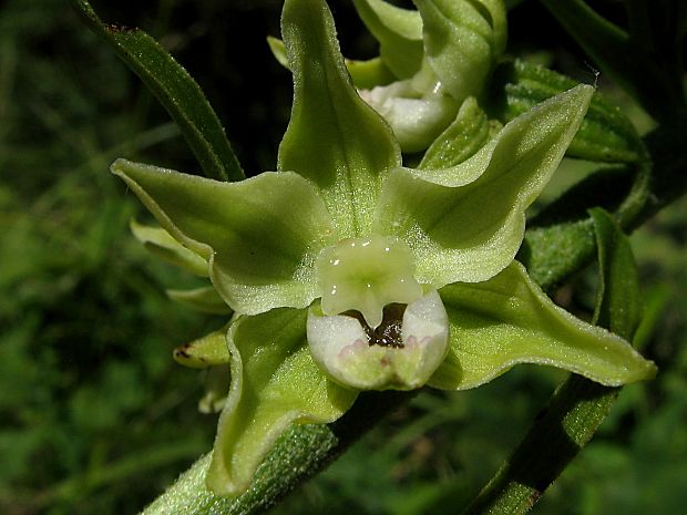 kruštík rožkatý Epipactis muelleri Godfery