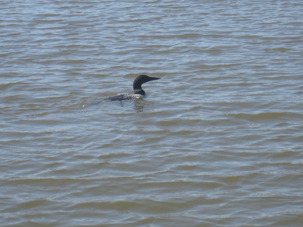 potaplica ladova ......great northern loon   Gavia immer