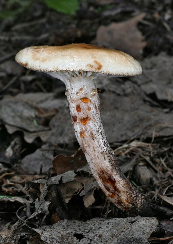 sliziak škvrnitý Gomphidius maculatus (Scop.) Fr.