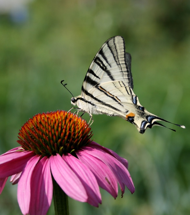 vidlochvost ovocný Iphiclides podalirius