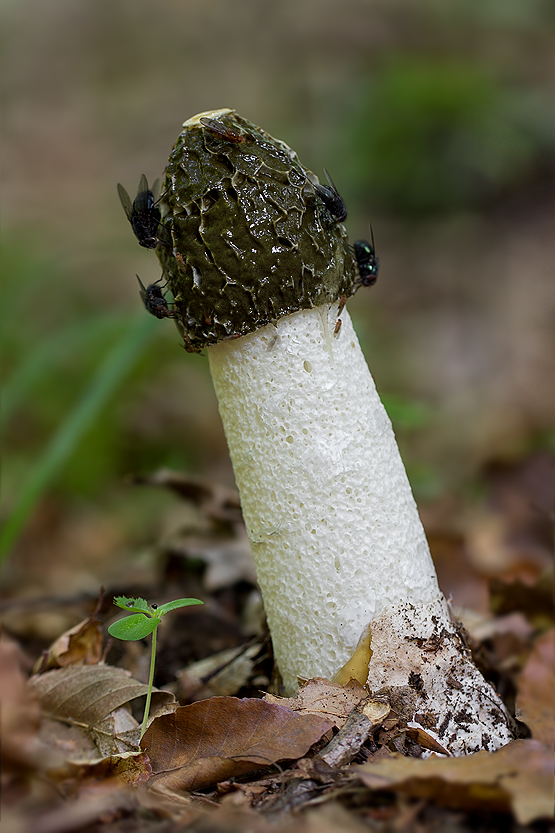 hadovka smradľavá Phallus impudicus L.