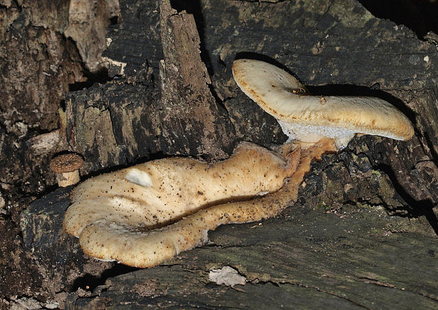 trúdnik hľuzovitý  Polyporus tuberaster (Jacq. ex Pers.) Fr.