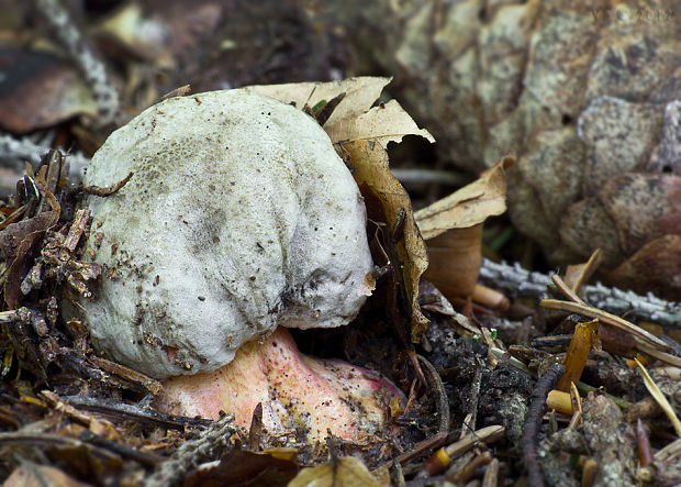 hríb úhľadný horský Rubroboletus rubrosanguineus (Cheype) Kuan Zhao & Zhu L. Yang