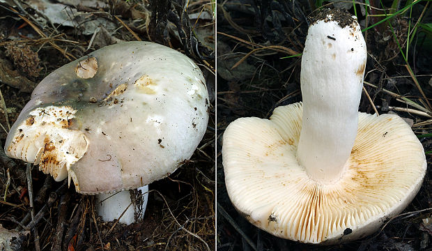 plávka olivovomodrastá Russula medullata Romagn.