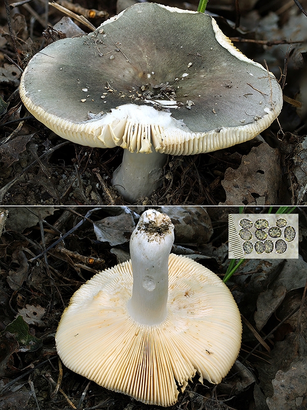 plávka modrozelená Russula parazurea Jul. Schäff.