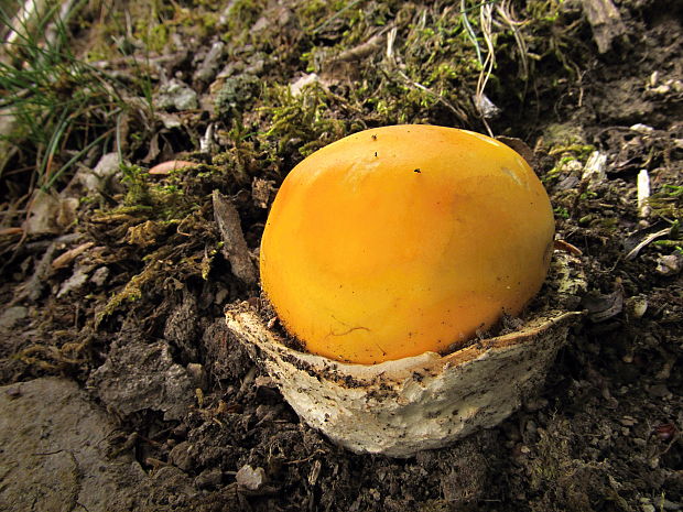 muchotrávka cisárska Amanita caesarea (Scop.) Pers.