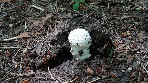 muchotrávka ostnatá Amanita echinocephala (Vittad.) Quél.