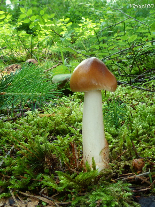 muchotrávka plavohnedá Amanita fulva Fr.