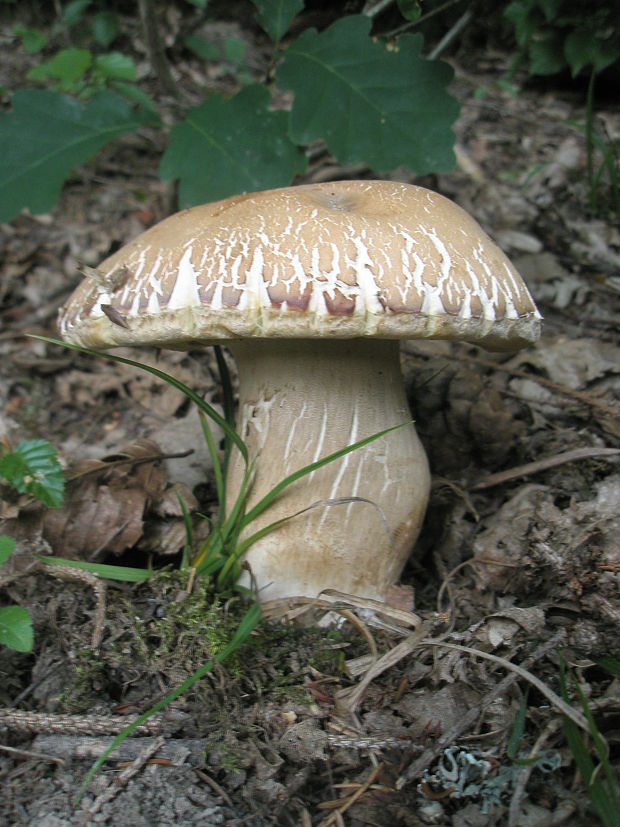 hríb dubový Boletus reticulatus Schaeff.