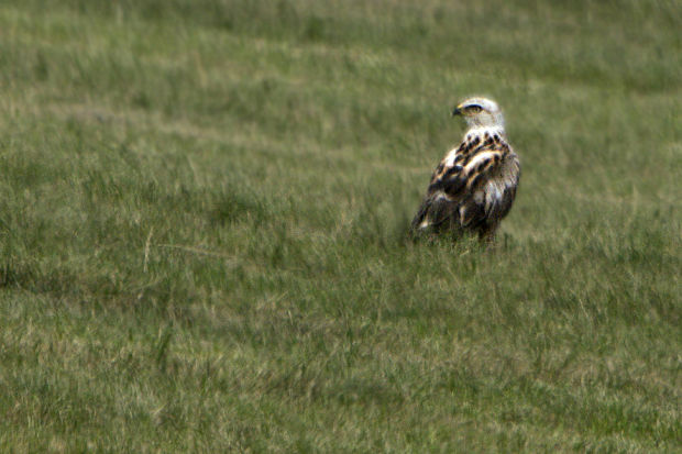 myšiak hrdzavý  Buteo rufinus