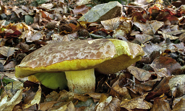 hríb príveskatý Butyriboletus appendiculatus (Schaeff. ex Fr.) Secr.