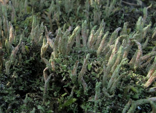 dutohlávka končistá Cladonia coniocraea (Flörke) Spreng.