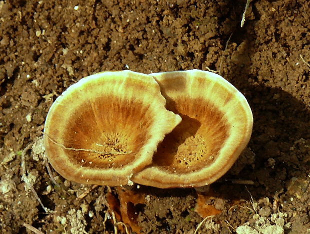 kožovník pásikavý Coltricia perennis (L.) Murrill