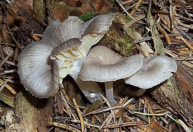 kalichovka Gerronema strombodes (Berk. & Mont.) Singer (Berk. & Mont.) Clémençon