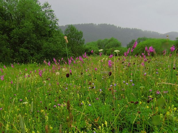 mečík škridlicovitý- biotop Gladiolus imbricatus L.