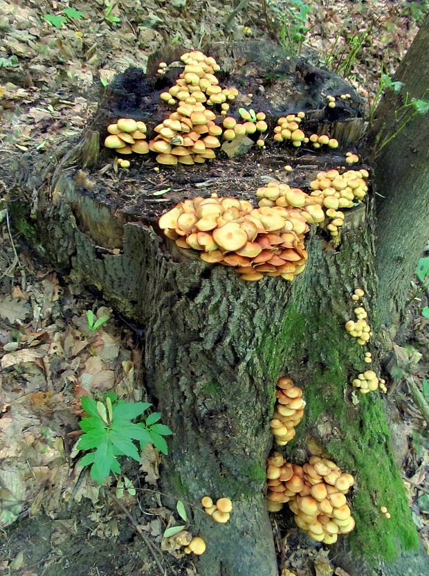 šupinačka menlivá Kuehneromyces mutabilis (Schaeff.) Singer & A.H. Sm.