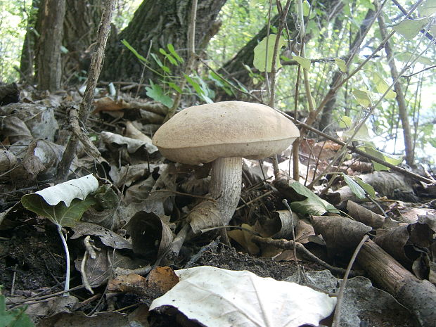 kozák topoľový Leccinum duriusculum (Schulzer ex Kalchbr.) Singer