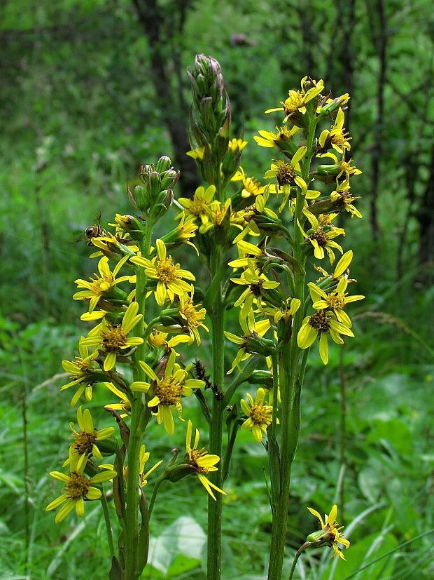 jazyčník sibírsky Ligularia sibirica (L.) Cass.