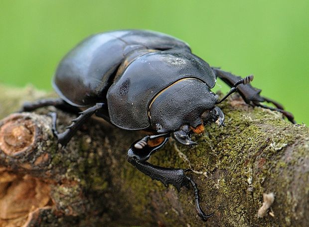 roháč veľký Lucanus cervus