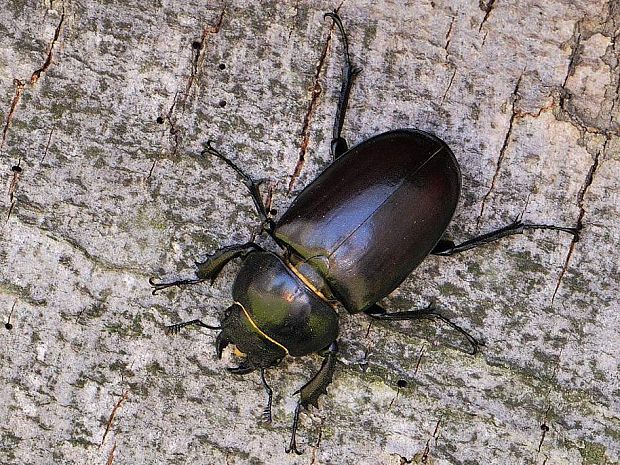 roháč veľký Lucanus cervus