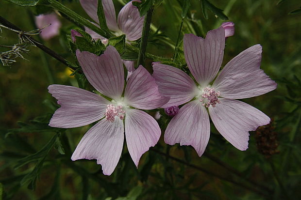 slez pižmový Malva moschata L.