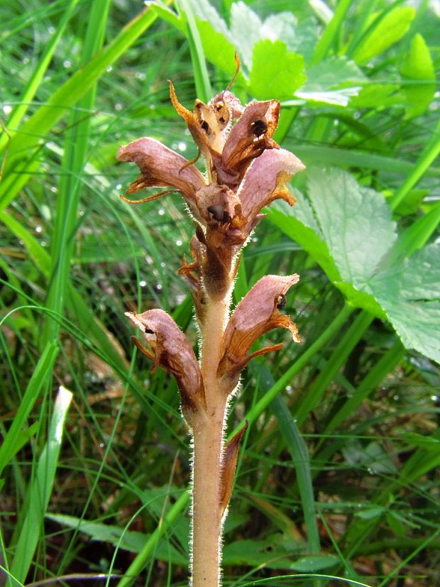 záraza obyčajná Orobanche caryophyllacea Sm.