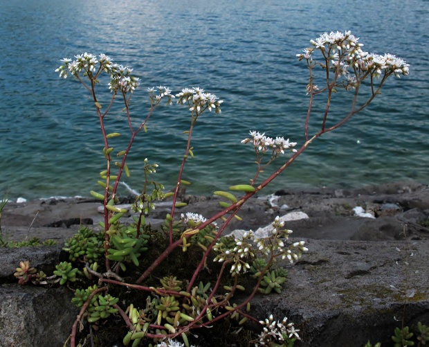 rozchodník biely Sedum album L.