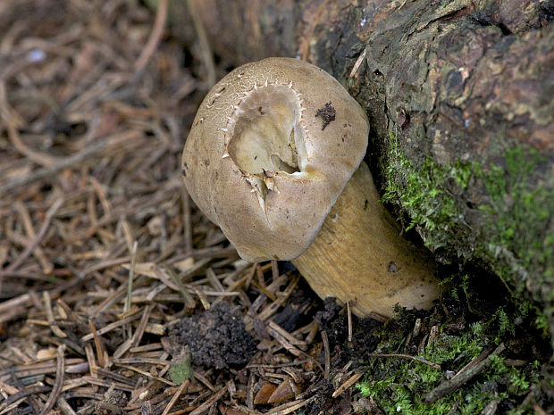 podhríb žlčový Tylopilus felleus (Bull.) P. Karst.