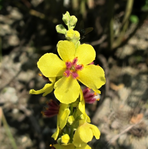 divozel Verbascum sp.