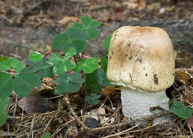 pečiarka obrovská Agaricus augustus Fr.