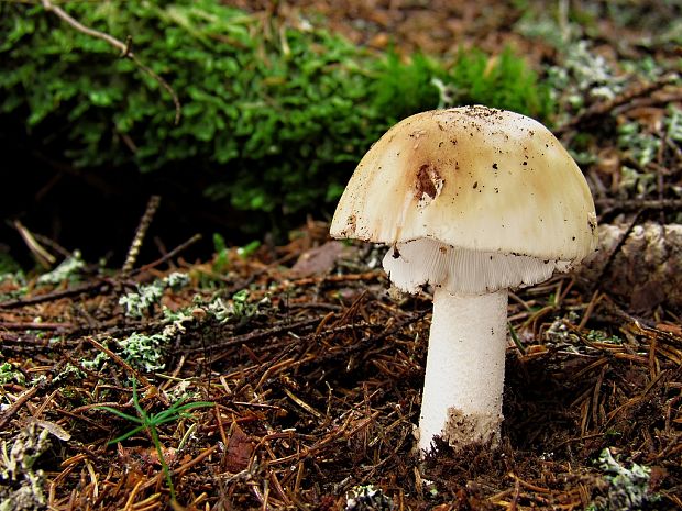 muchotrávka červenkastá Amanita rubescens Pers.