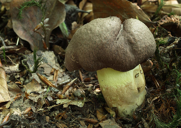 hríb príveskatý Butyriboletus appendiculatus (Schaeff. ex Fr.) Secr.