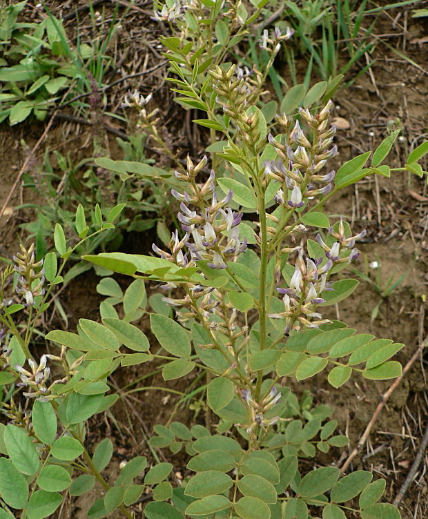 sladkovka hladkoplodá - lékořice lysá Glycyrrhiza glabra L.