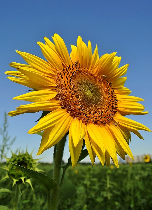 slnečnica ročná Helianthus annuus L.