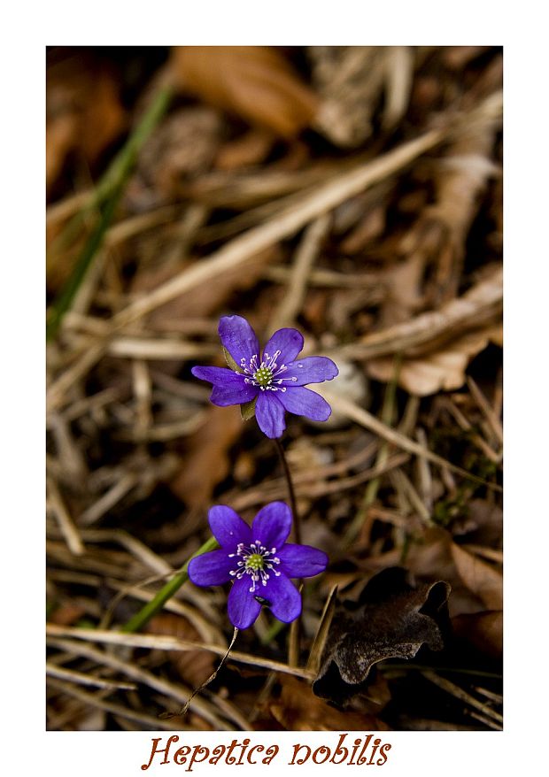 pečeňovník trojlaločný Hepatica nobilis Schreb.