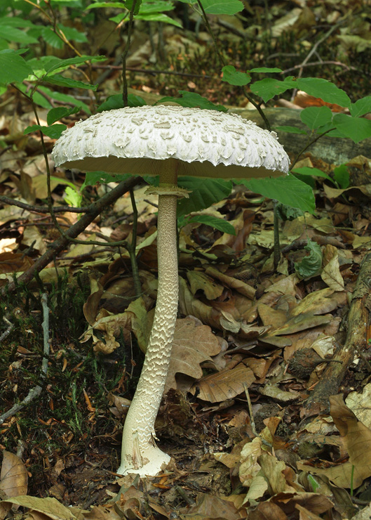 bedľa vysoká Macrolepiota procera (Scop.) Singer