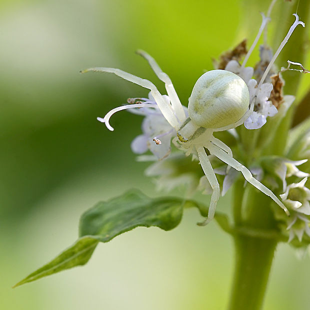 kvetárik dvojtvarý/běžník kopretinový Misumena vatia