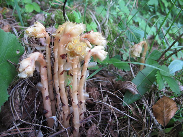 hniliak  Monotropa sp.