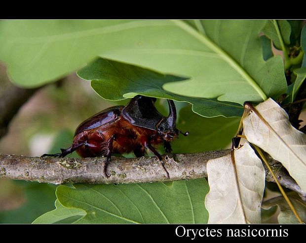 nosorožtek obyčajný Oryctes nasicornis