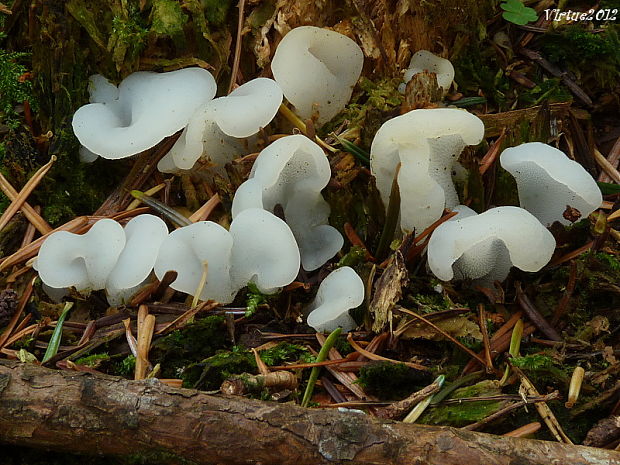 pajelenka želatínová Pseudohydnum gelatinosum (Scop.) P. Karst.