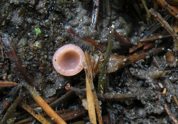 ružovka vretenovitovýtrusná  Rhodoscypha ovilla (Peck) Dissing & Sivertsen